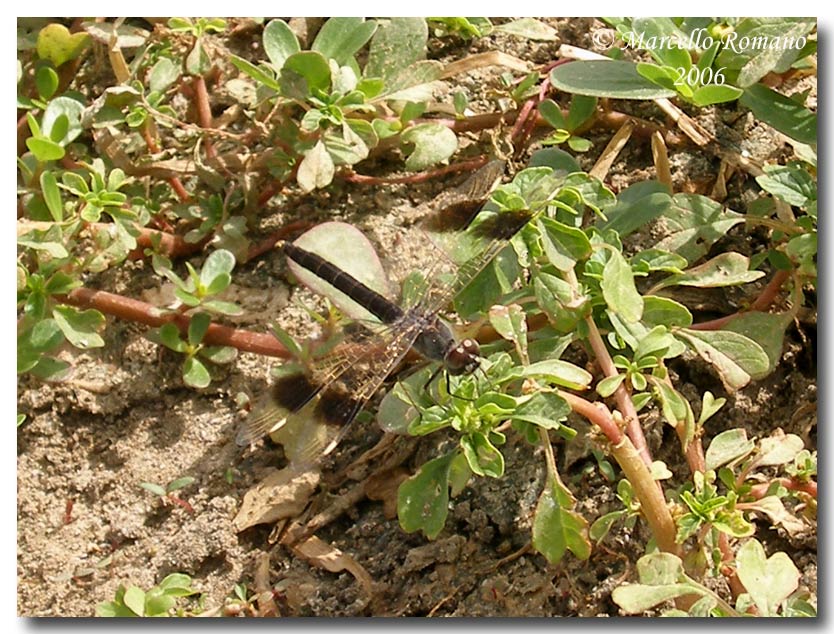 Brachythemis leucosticta: unimmigrazione a lieto fine